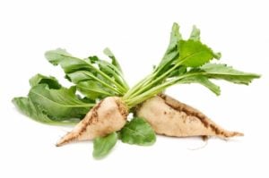 Chicory_root