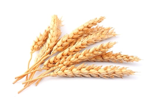 Wheat-1