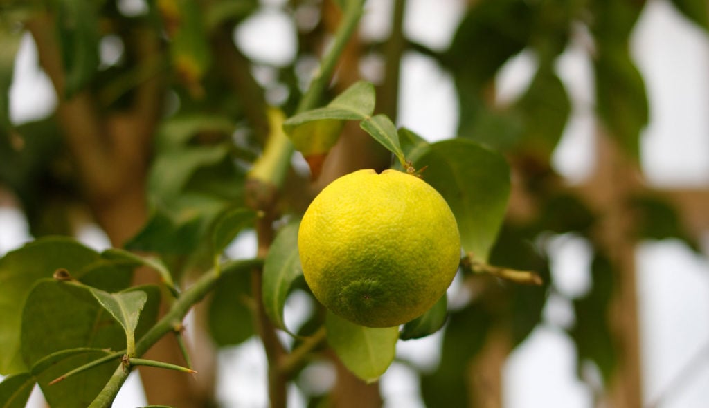 fruto-yuzu-cirtrus-and-life