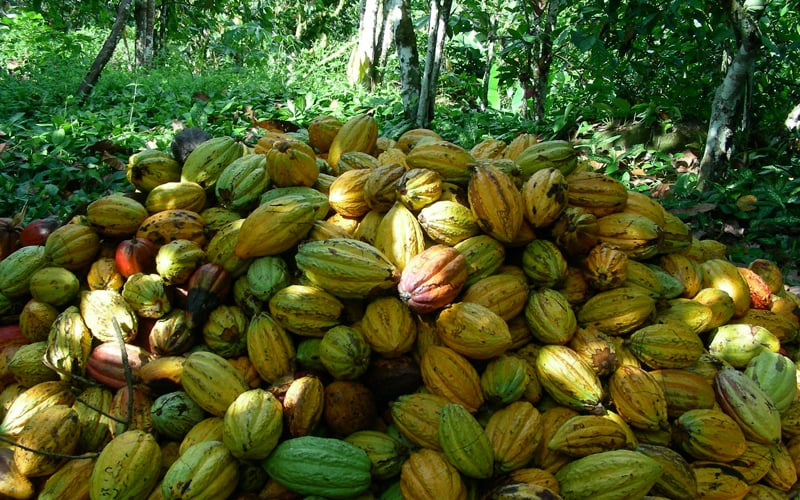 maracaibo-cocoa-felchlin-switzerland